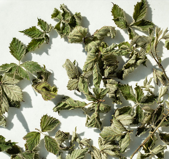 Brombeer-Blätter für Tee